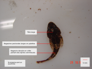 scorpaena porcus