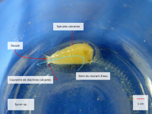 sycon sp.