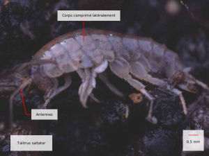 talitrus saltator