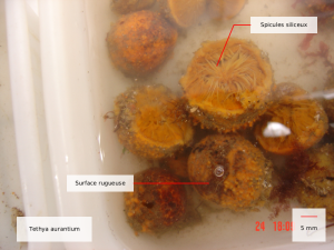 tethya aurantium