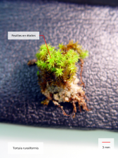 Tortula ruraliformis