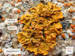 Xanthoria parietina