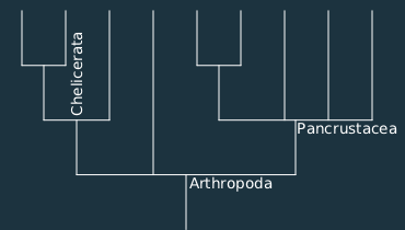 arthropoda