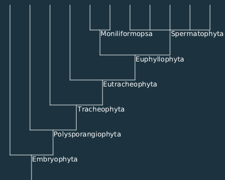 embryophyta